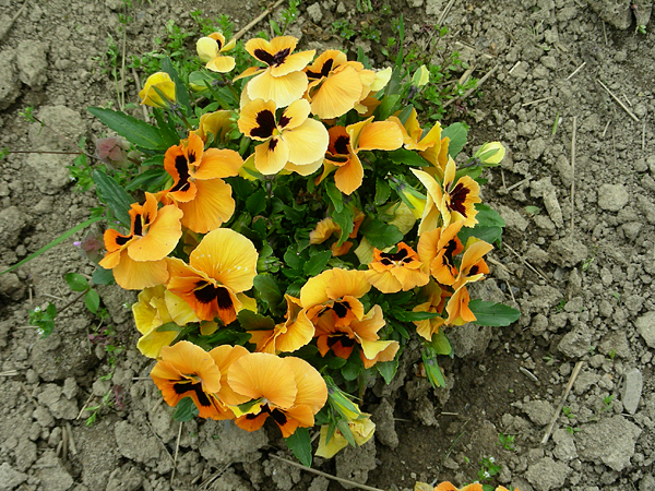 pansy in flower